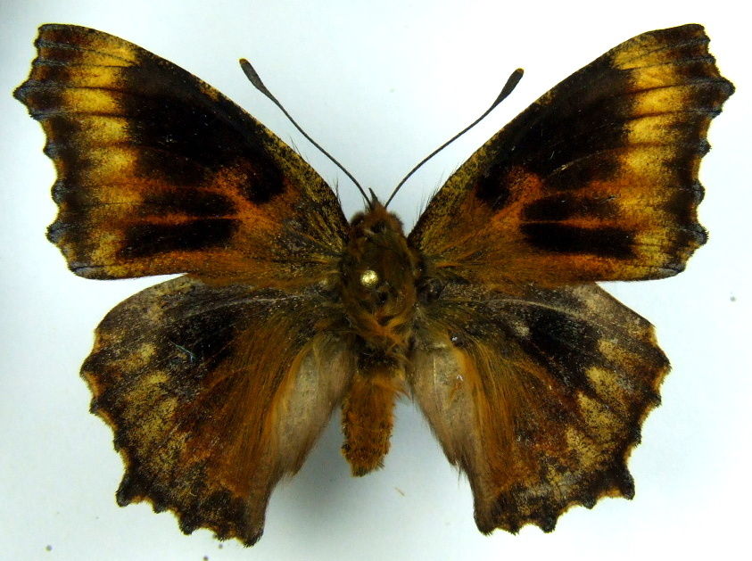 Nymphalis polychloros (aberrant 2) (Internet Image property of respective owner, non-commercial use only)